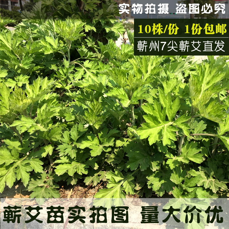 蕲春九尖七尖蕲艾根艾苗种子团批陈放可做艾条艾叶艾柱蕲州发货