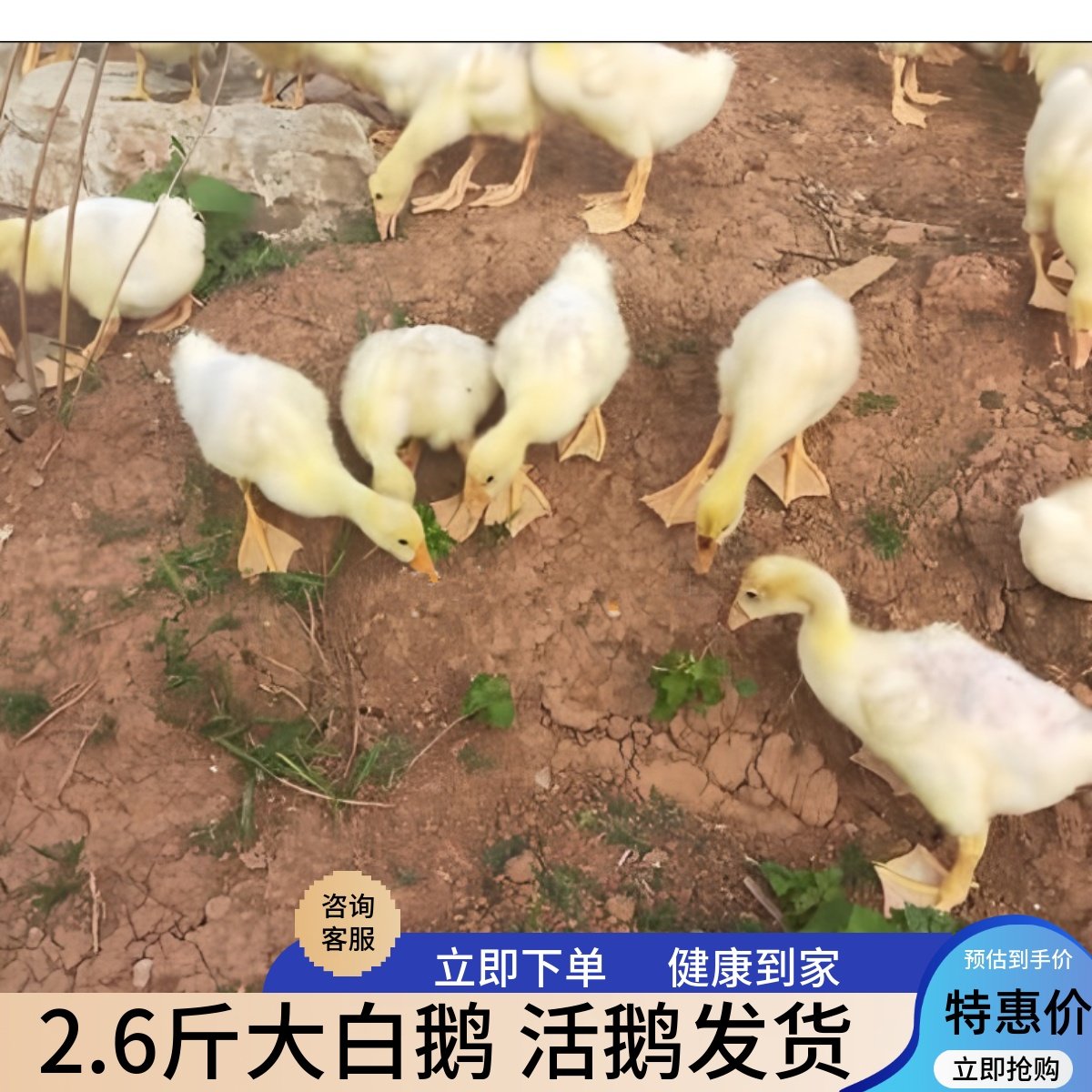 大鹅二斤活苗狮头鹅大白鹅苗产蛋王母鹅2斤仔狮头鹅四季蛋鹅活苗图片