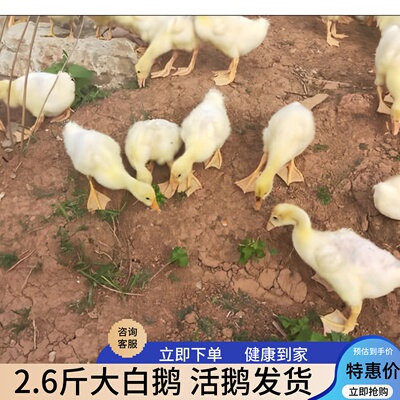 大鹅二斤活苗狮头鹅大白鹅苗产蛋王母鹅2斤仔狮头鹅四季蛋鹅活苗