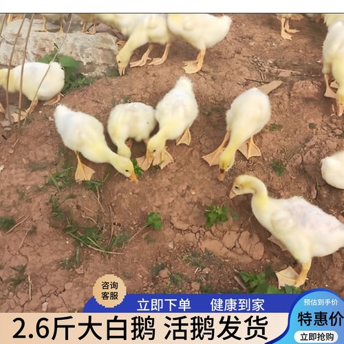 大鹅二斤活苗狮头鹅大白鹅苗产蛋王母鹅2斤仔狮头鹅四季蛋鹅活苗