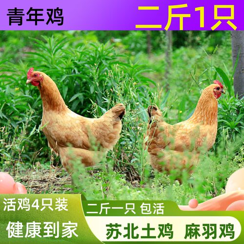 2斤成年麻羽土鸡绿壳蛋鸡活宠物鸡下蛋鸡苏北土鸡生蛋鸡二斤柴鸡