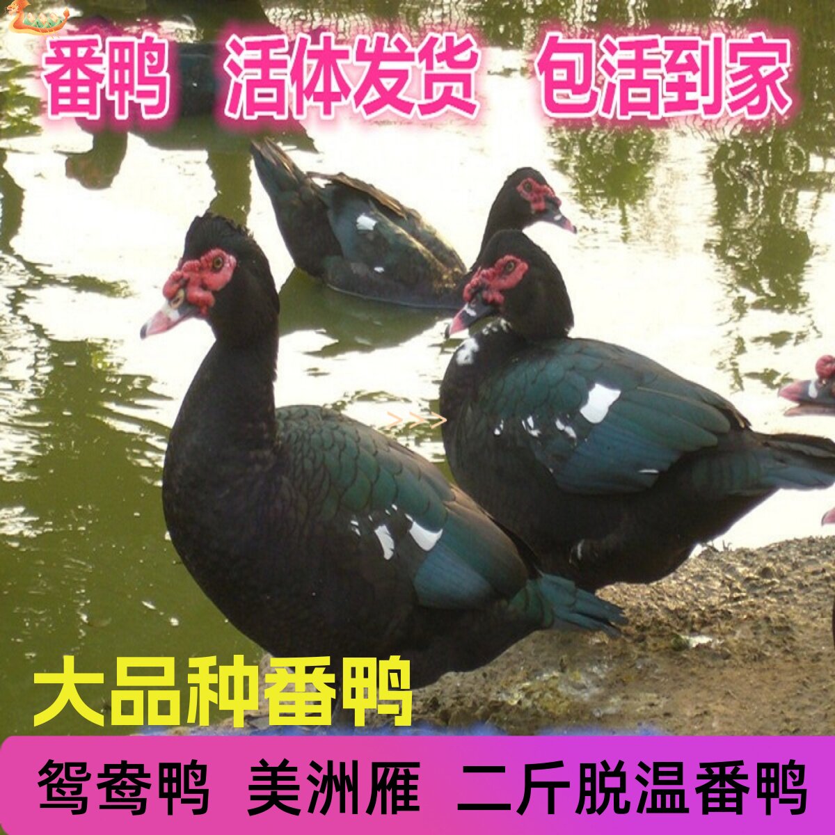 二斤番鸭鸳鸯鸭西洋鸭火鸭活鸭成年番鸭美洲雁活体鸭苗