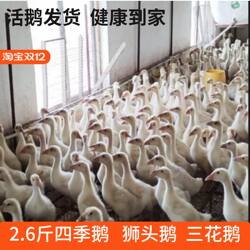 正宗特大脱温活体2斤多大种皖西白鹅3斤大三花散养四季鹅狮头鹅