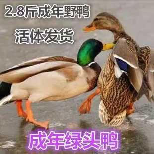 成年绿头鸭公鸭下蛋鸭母鸭双黄鸭野鸭子活体麻鸭绿壳蛋鸭子土鸭苗