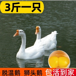 二斤特大狮头鹅苗四季鹅三花鹅活苗浙东产蛋鹅五龙鹅活一斤狮头鹅