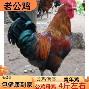 成年土鸡红瑶公鸡九斤红大公鸡黑脚老公鸡活体红公鸡老母鸡下蛋鸡