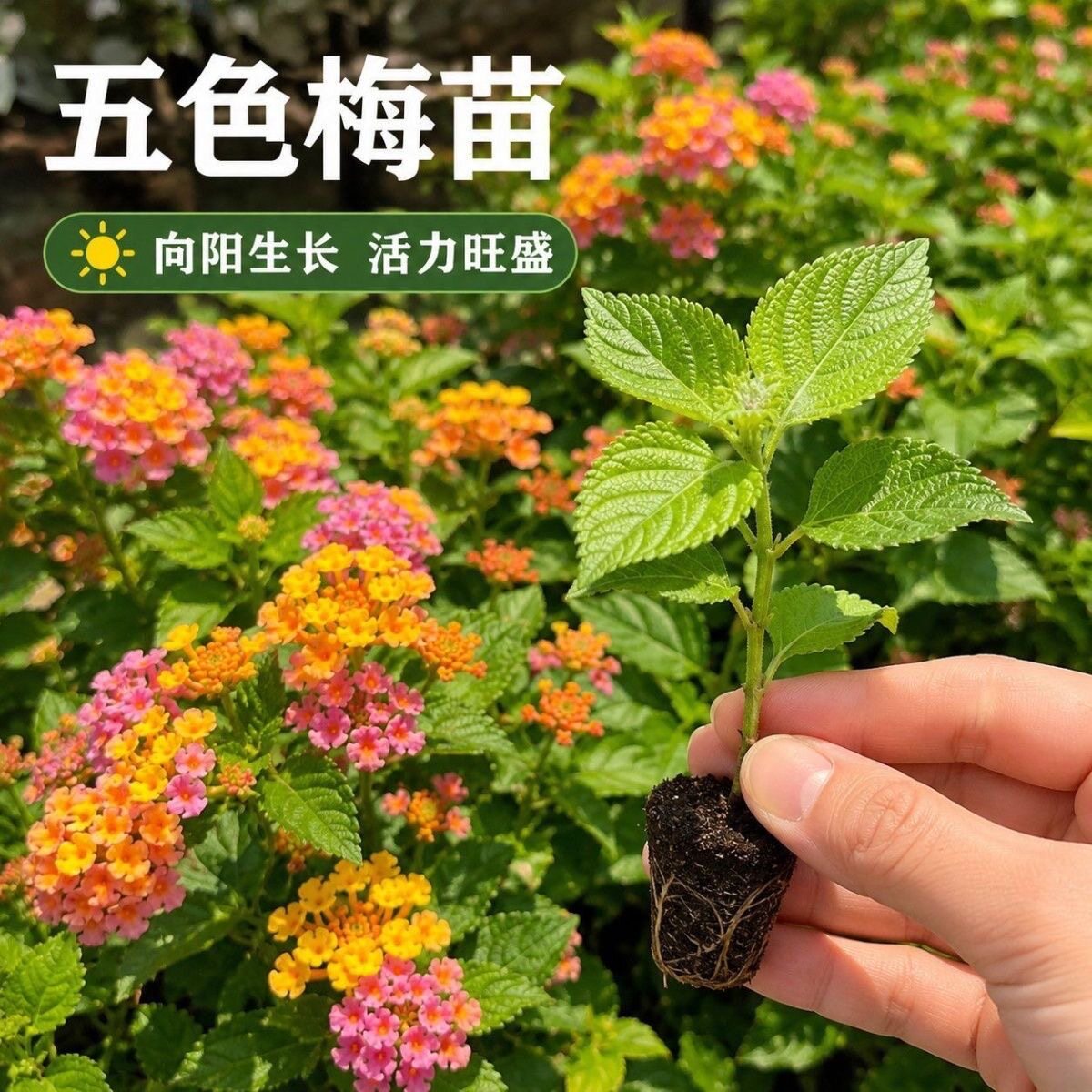五色梅花苗盆栽地栽四季开花五彩绣球/木绣球/圆锥乔