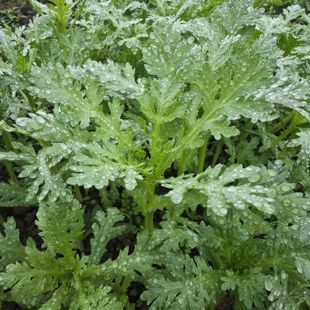重庆农家种植新鲜小叶茼蒿蒿子秆皇帝菜鲜菊花菜火锅配菜青菜蔬菜