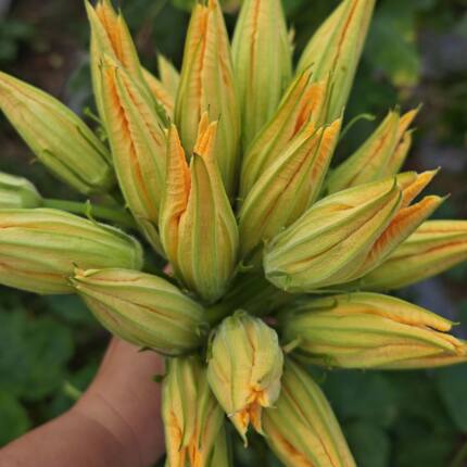 南瓜花新鲜重庆露天种植嫩南瓜花应季时令鲜花蔬菜