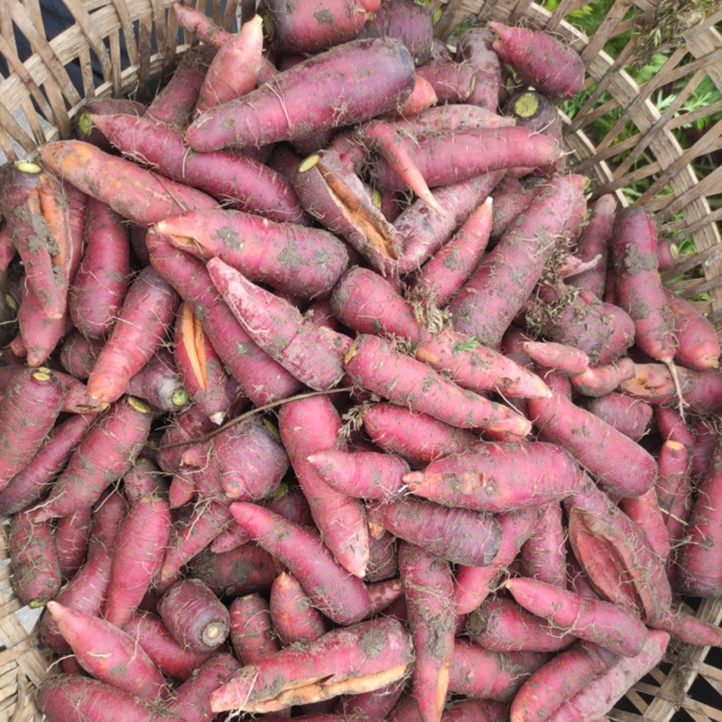 胡萝卜新鲜农家老品种露天种植红萝卜软甜宝宝辅食紫色胡萝卜蔬菜