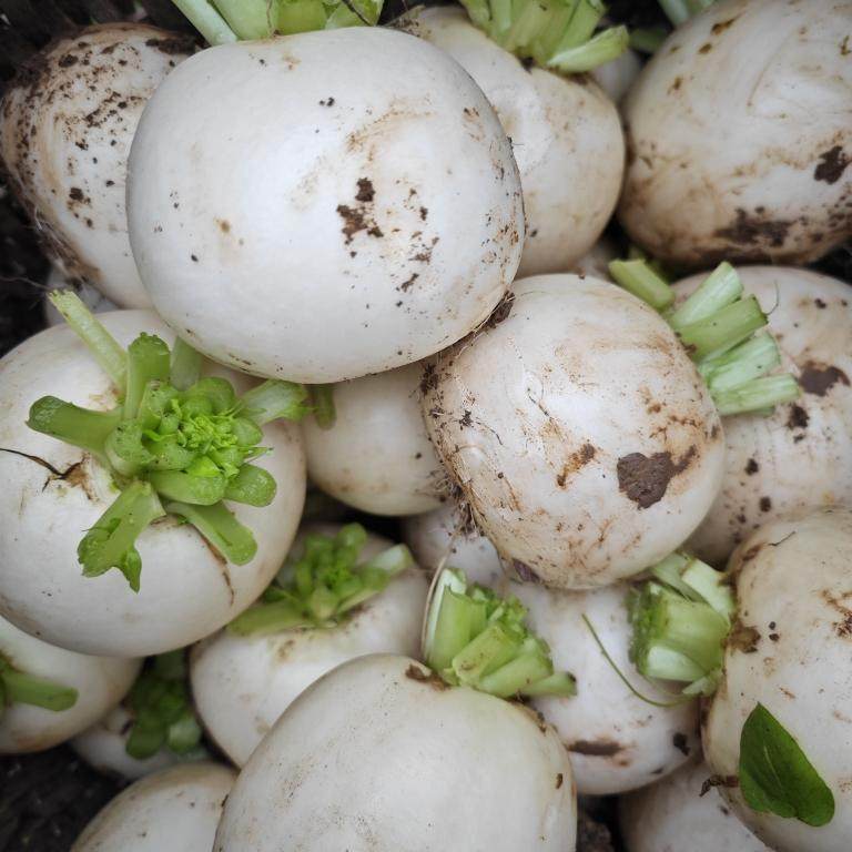 新鲜白萝卜涪陵春不老圆白萝卜脆甜化渣农家自种水果蔬菜火锅材料,水产肉类/新鲜蔬果/熟食,萝卜/胡萝卜,淘宝优惠券,粉丝福利购,淘宝优惠卷
