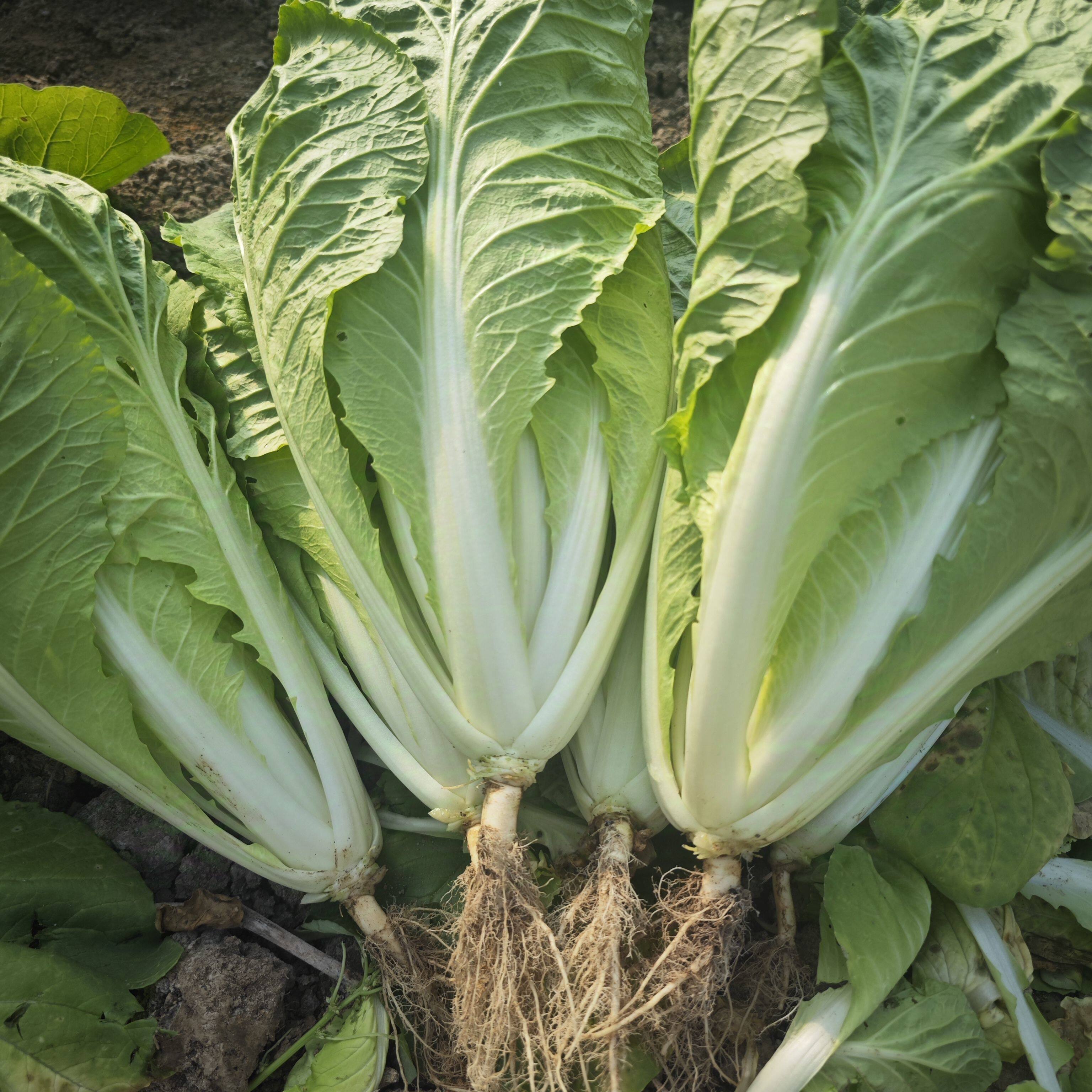 四川重庆农家自种新鲜时令蔬菜小白菜鸡毛菜白菜秧苗青菜奶油菜