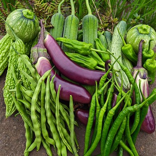 农家新鲜时令蔬菜混合装茄子苦瓜豇豆辣椒丝瓜南瓜黄瓜现摘现发