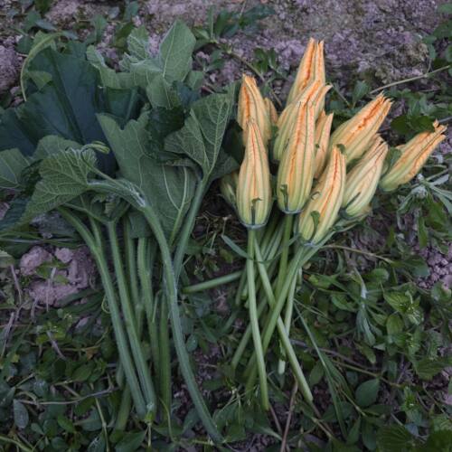 南瓜尖南瓜花组合重庆露天种植新鲜南瓜花龙须菜应季时令鲜花蔬菜
