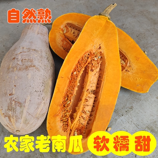 露天种植老品种甜南瓜长老南瓜粉糯甜自然成熟时令菜孕妇宝宝辅食