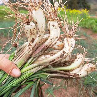 速发重庆四川农家自种露天新鲜藠头小蒜荞头当季时令蔬菜现挖现发