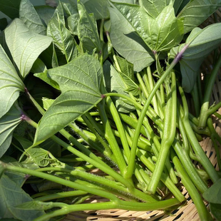 重庆四川农家种植新鲜蔬菜食用红苕尖红薯地瓜叶长寿菜宝宝辅食