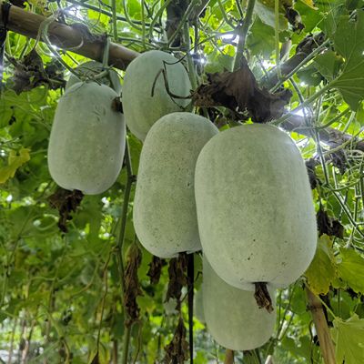新鲜小冬瓜农家自种挂霜迷你水果冬瓜现摘现发新鲜蔬菜 可煲汤