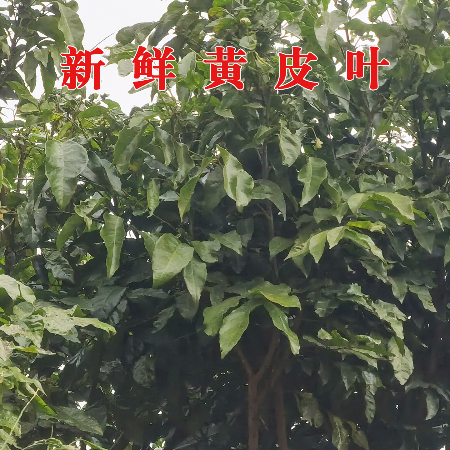 广西新鲜黄皮果树叶当天现采现摘开运转运小孩洗澡泡脚用黄皮叶