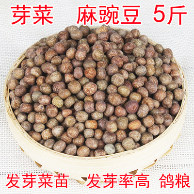 麻豌豆可发芽苗菜杂粮鸽粮