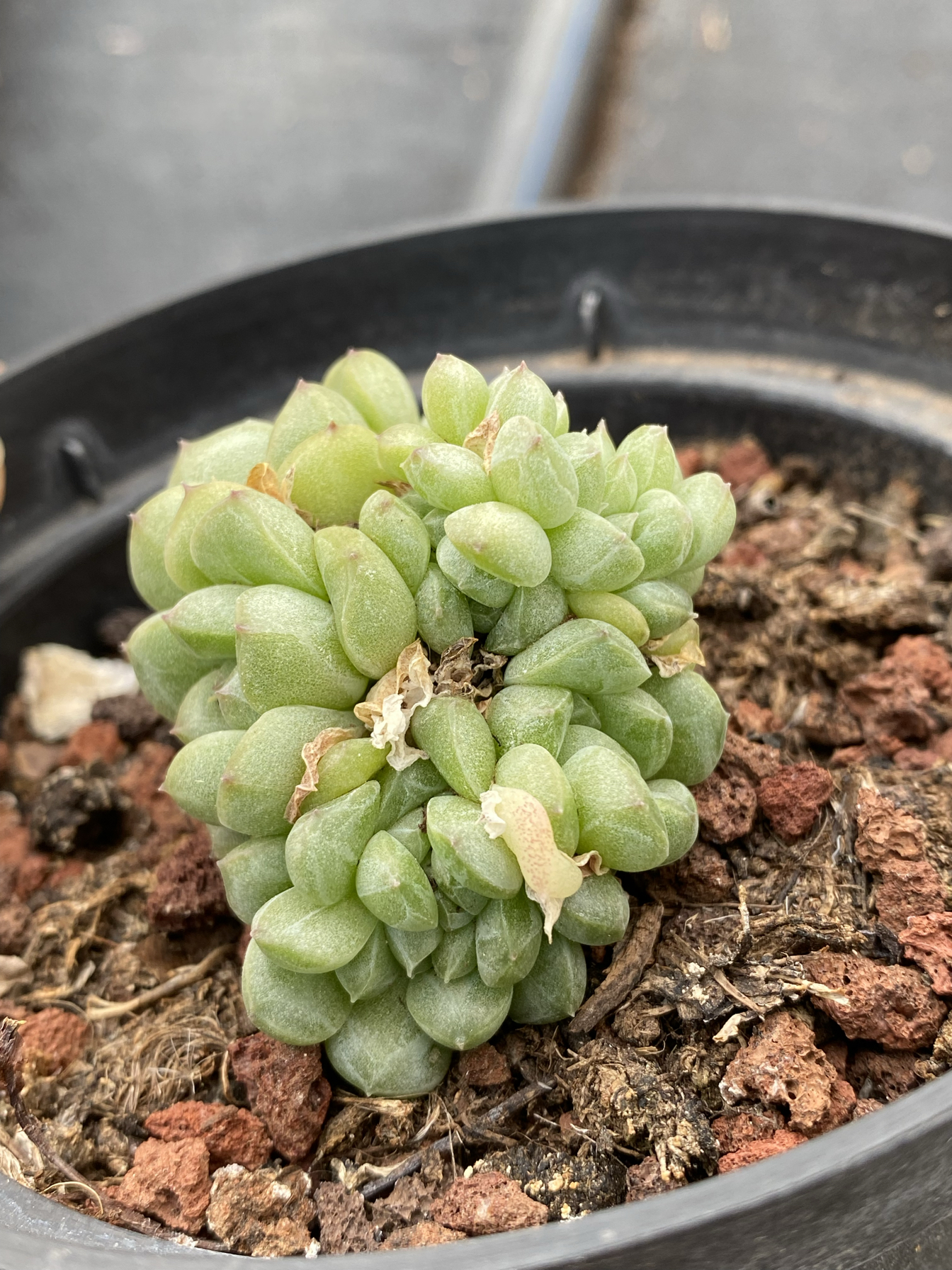 多肉植物冰魄麦秆群生带缀化68一物一拍脱土发货