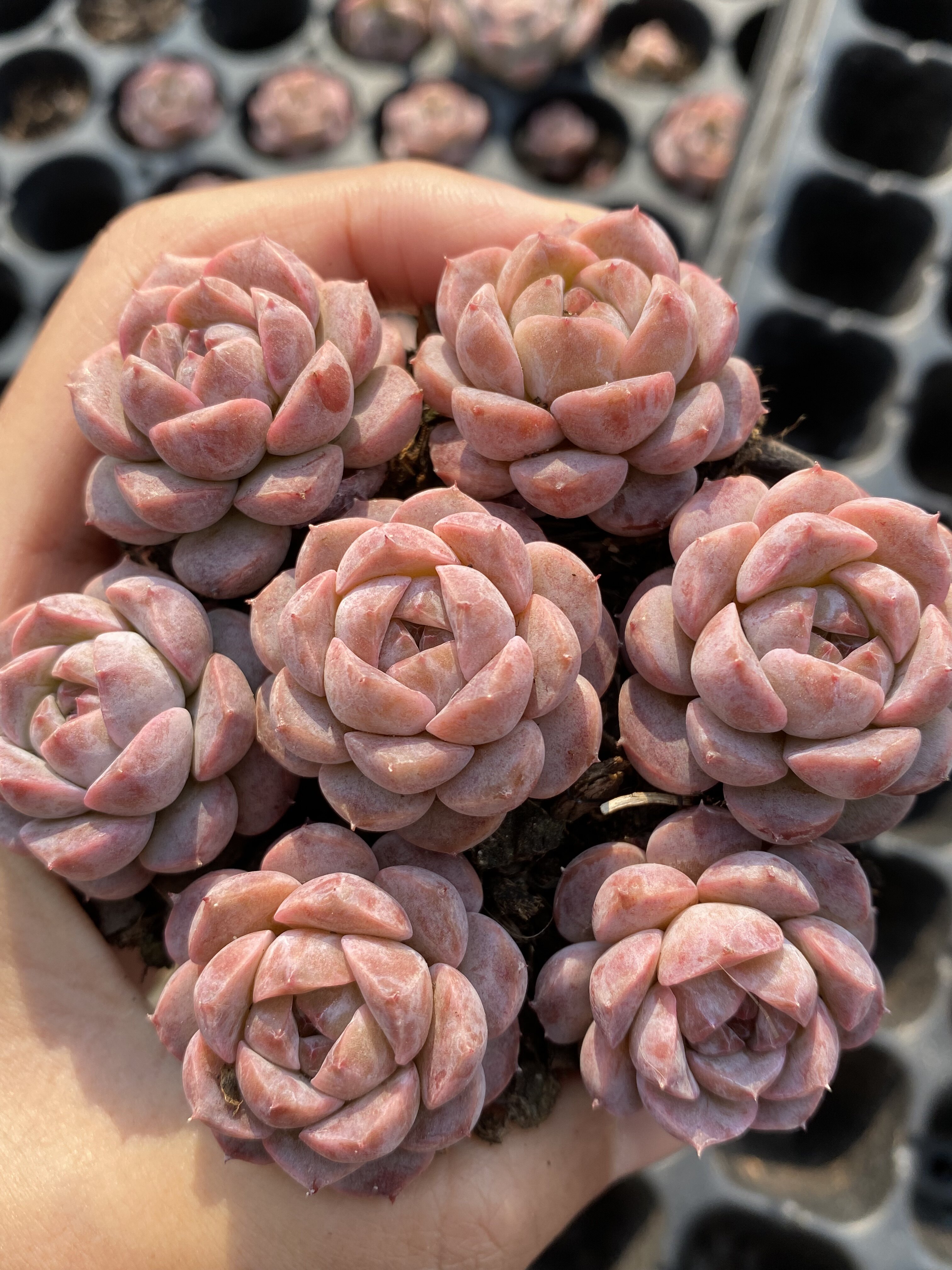 多肉植物新品圆叶紫罗兰20颗28包邮发货如图实拍