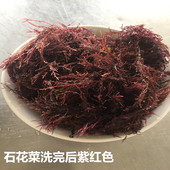 500g熬冻粗毛石花菜海凉粉冻菜沙根子海石花毛菜四果需电压力锅