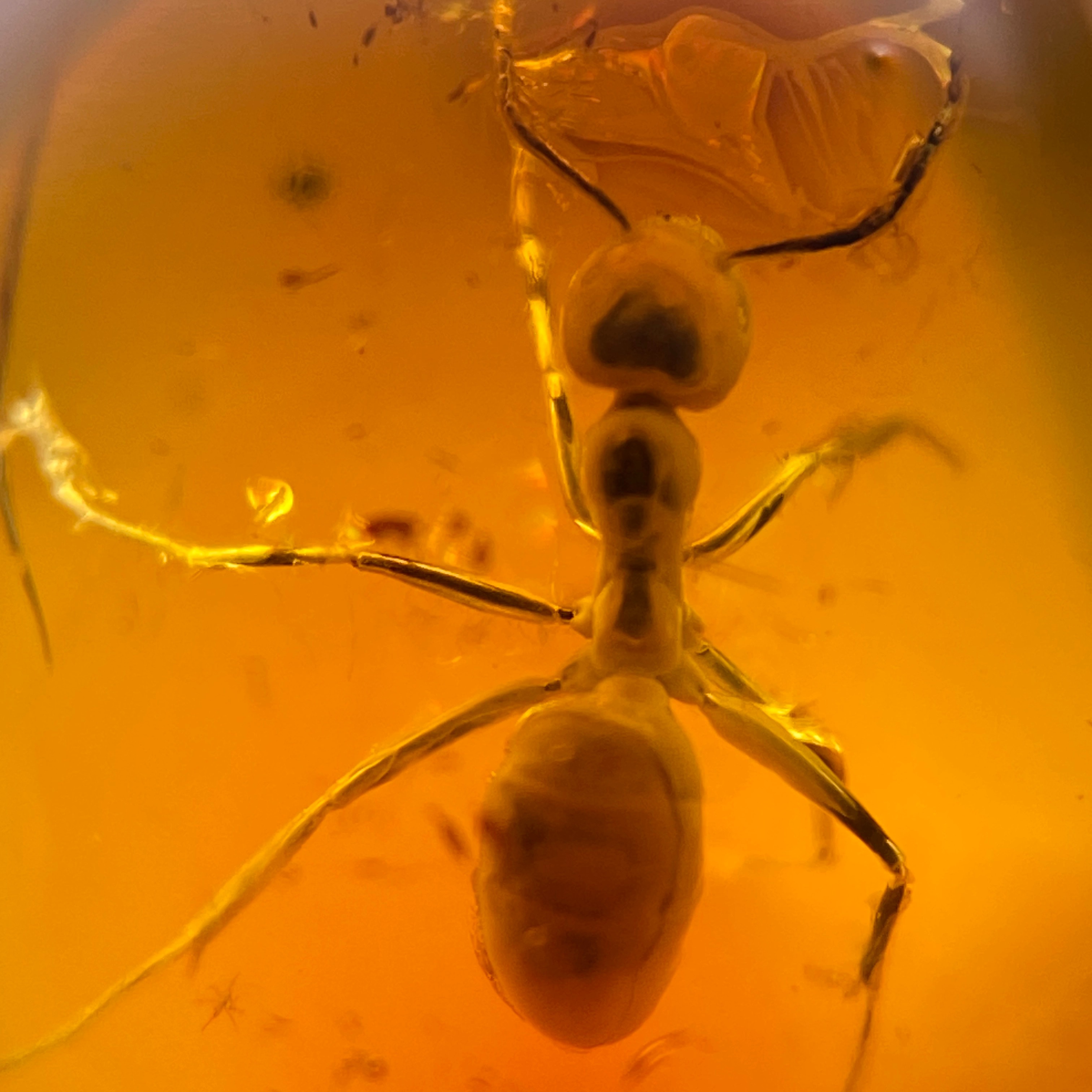 大螞蟻附贈證書收藏級活口托戒指