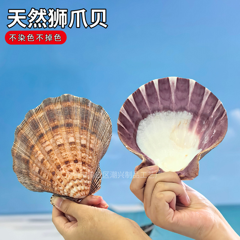 天然贝壳狮爪贝鱼缸装饰品水族箱造景拍摄道具地中海风格摆件海洋