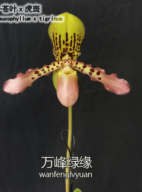 绿缘兜兰苍叶x虎斑P.glaucophyllumXtigrinum桌面型盆栽