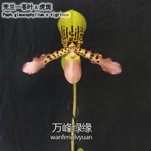 绿缘兜兰苍叶x虎斑P.glaucophyllumXtigrinum桌面型盆栽