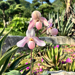 绿缘【粉鹤舞兜兰】苍叶X德氏Paph.glaucophyllum X delenatii