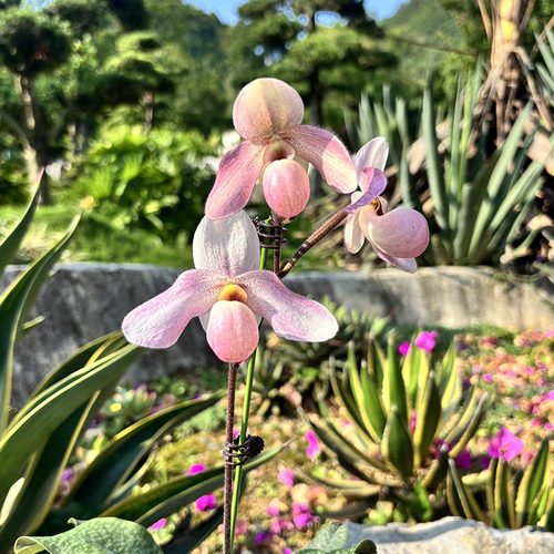 粉色新品种粉鹤舞兜兰