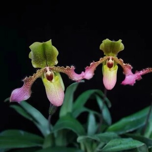 万峰绿缘兰花春彩虹兜兰 实生苗续花兜兰拖鞋兰桌面盆栽带叶X魔奎