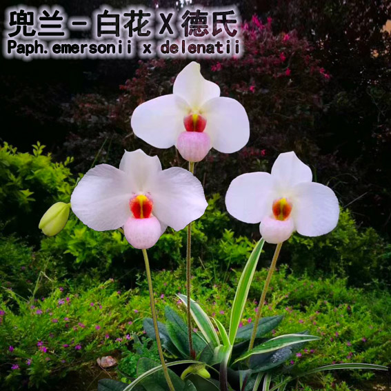 万峰绿缘兜兰-交配种-白花X德氏 白美人带香味