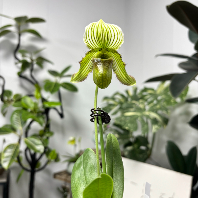 万峰绿缘[小仙女兜兰]秀丽素花x费氏 花期长花卉绿植室内桌面盆栽