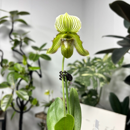 万峰绿缘小仙女兜兰长花期盆栽