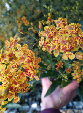 绿缘兰花小蜜蜂文心兰带花香水兰橙黄色跳舞兰带香味室内桌面盆栽