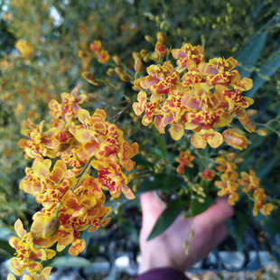 绿缘兰花小蜜蜂文心兰带花香水兰橙黄色跳舞兰带香味室内桌面盆栽