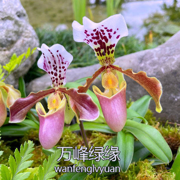 绿缘兰花 亨利X格力（Paph. henryanum X gratrix