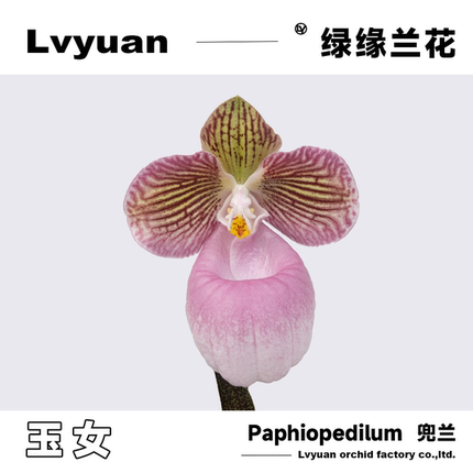 万峰绿缘兜兰花实生苗硬叶/玉女兜兰室内桌面装饰花卉节日礼品