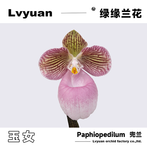 万峰绿缘兜兰花实生苗硬叶/玉女兜兰室内桌面装饰花卉节日礼品