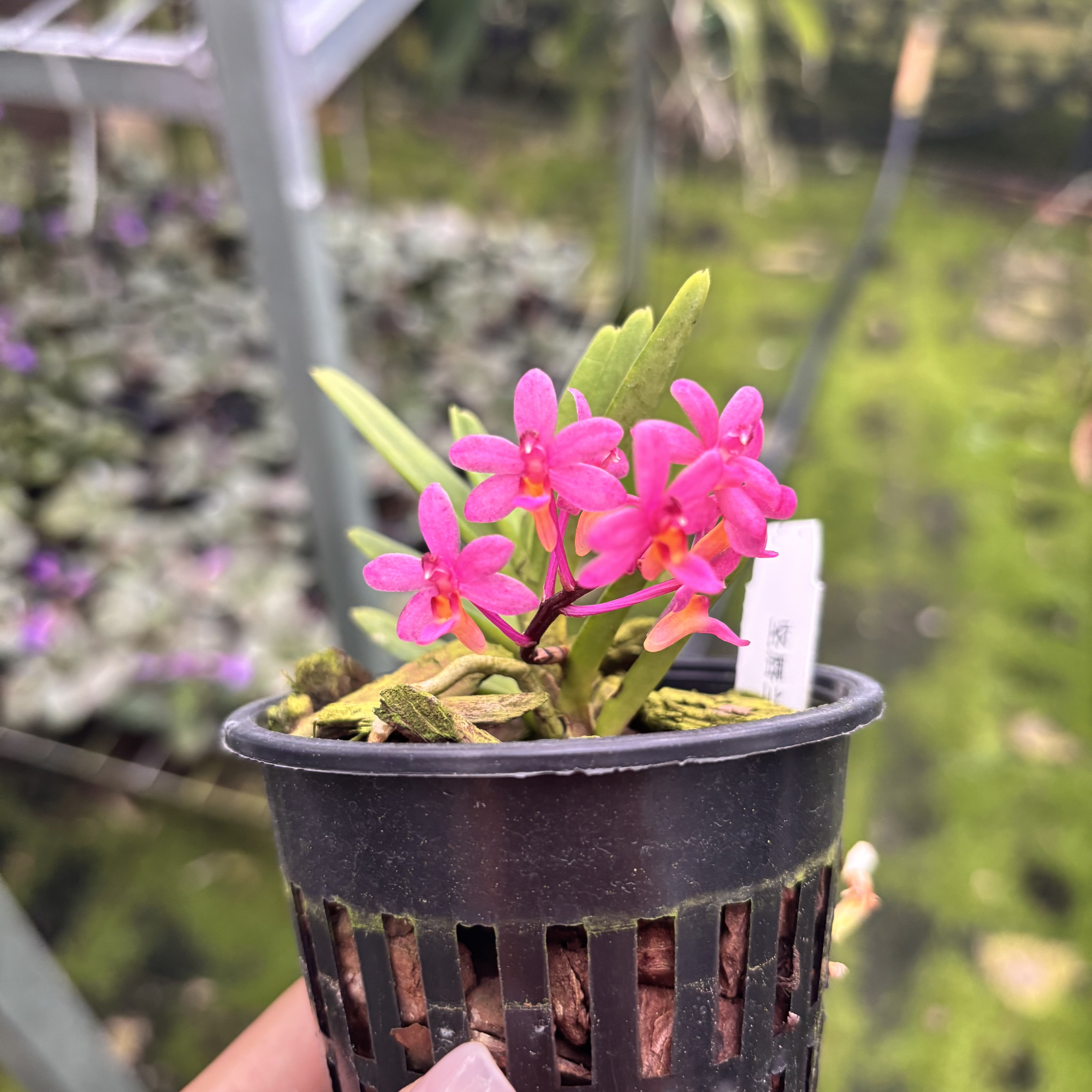 坚唇兰X鸟舌兰红 新品小型附生迷你粉紫色兰花盆栽板植