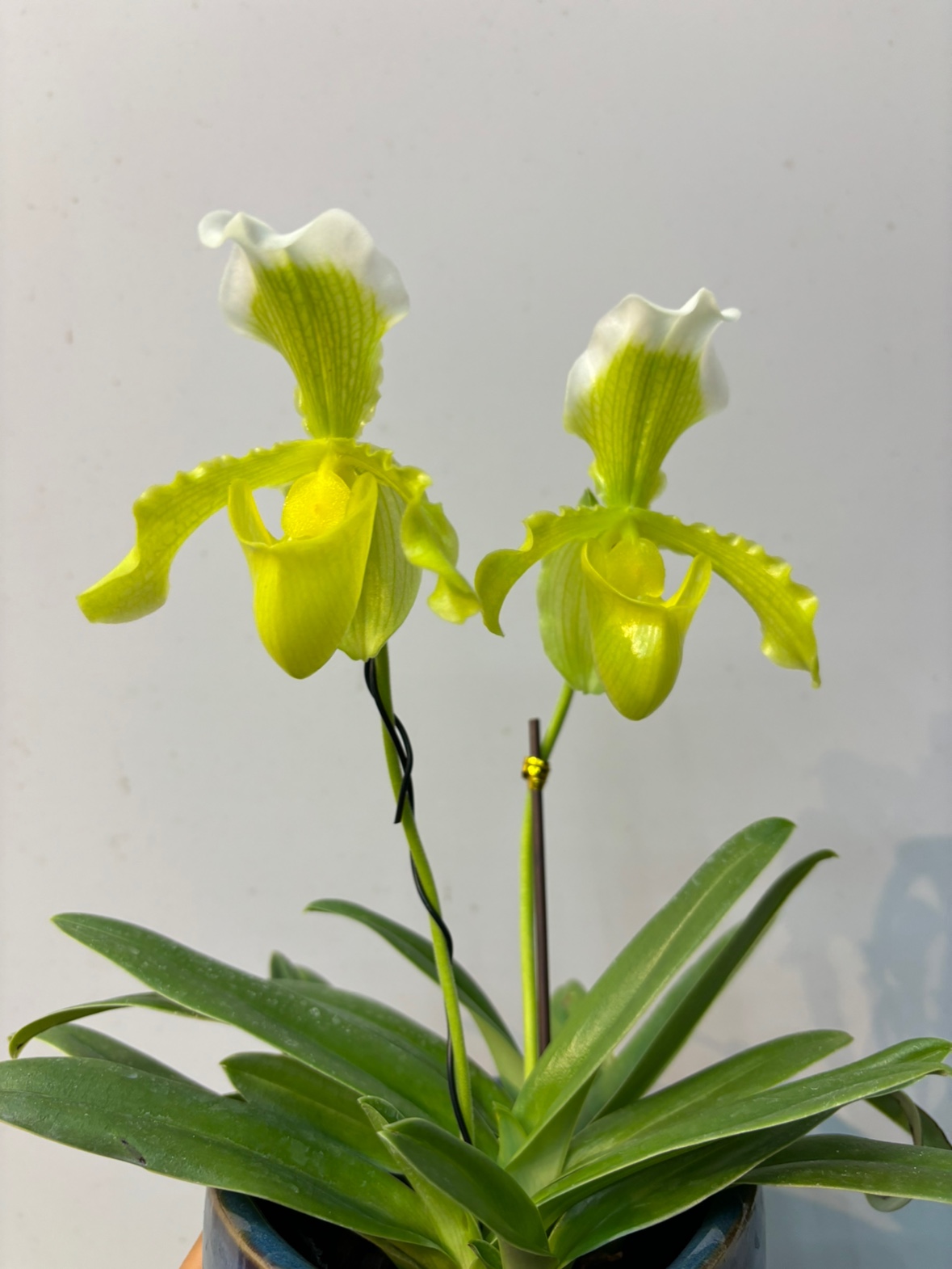 绿缘兰花-波瓣x绿肉饼  兜兰易养易开花桌面盆栽