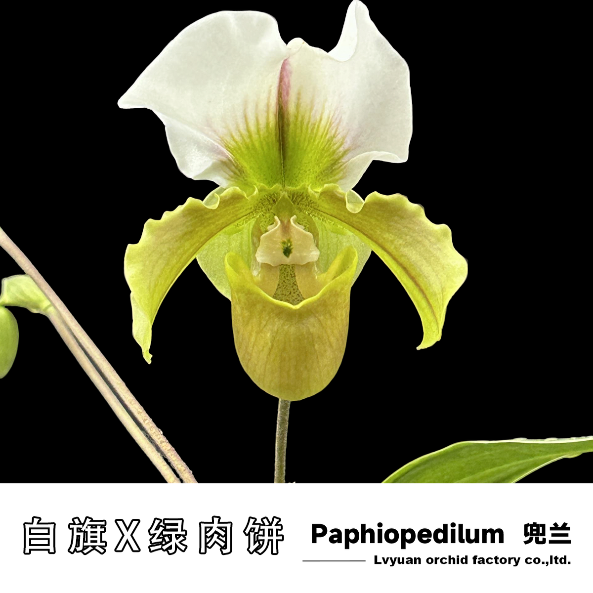 万峰绿缘青蛙饼兜兰室内绿植盆栽