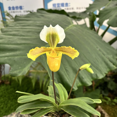 绿缘兰花 小叶X绿肉饼容易开花兜兰盆栽新手