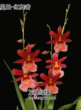 绿缘兰花带花 红舞者 带香味慧心兰红色文心兰跳舞兰桌面室内盆栽