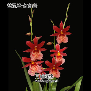 绿缘兰花带花 红舞者 带香味慧心兰红色文心兰跳舞兰桌面室内盆栽