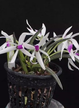 万峰绿缘【双色棒叶兰Leptotes bicolor 筒叶兰巴西进口原生兰花