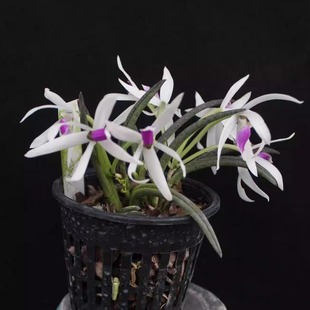 万峰绿缘【双色棒叶兰Leptotes bicolor 筒叶兰巴西进口原生兰花